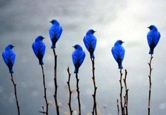 Blue birds