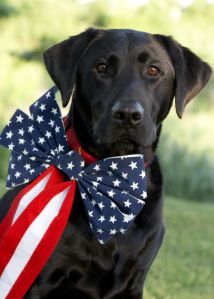 A black labrador dog is decorated for a Fourth of July Picnic