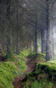 Scotland Forest