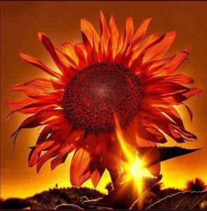 sunrise sunflower