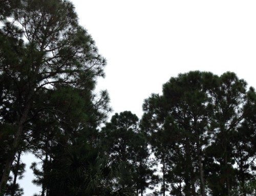 Grey sky with trees 01