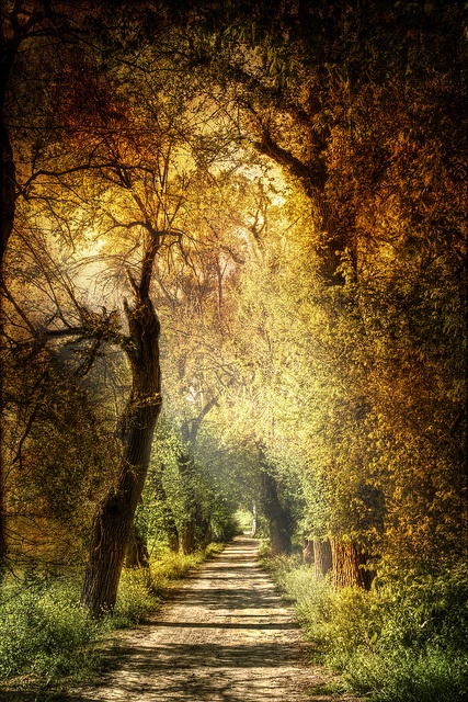 From Pinterest: Mystic path. Sendero místico.  by ZÃº SÃ¡nchez. on Flickr